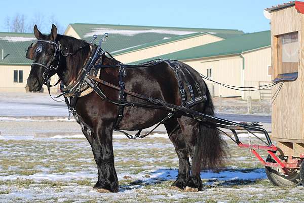 husband-safe-draft-horse