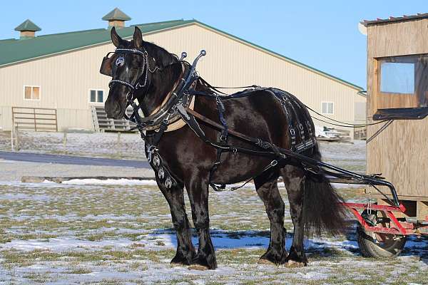 kid-safe-draft-horse