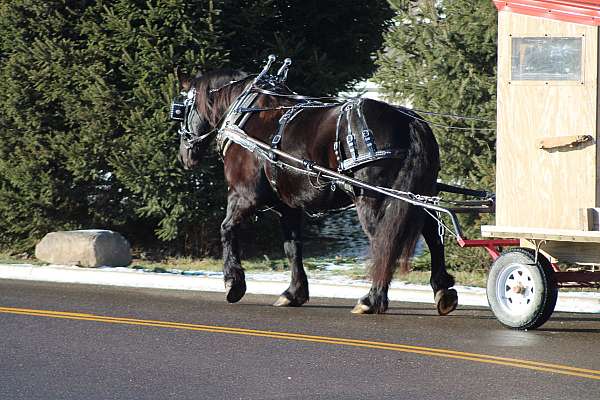 lesson-draft-horse