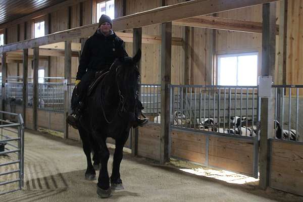 parade-draft-horse