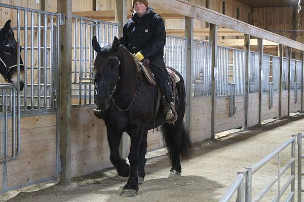 pleasure-driving-draft-horse