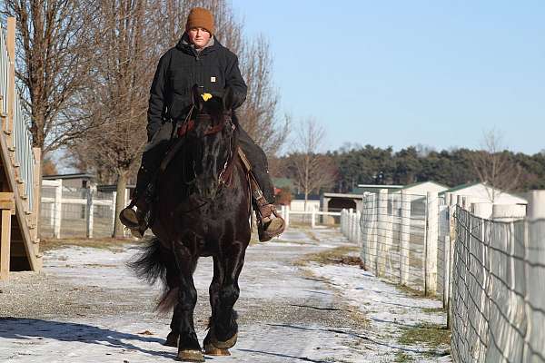 team-driving-draft-horse