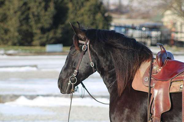 all-around-gelding