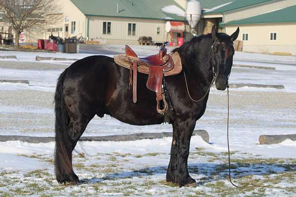 kid-safe-gelding