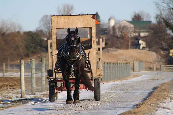trail-draft-horse