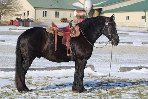 therapy-draft-horse