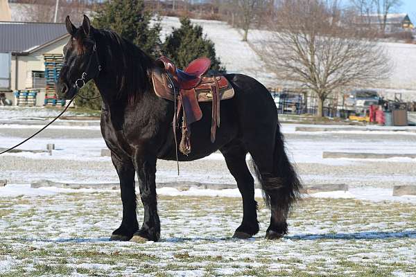 trail-riding-draft-horse