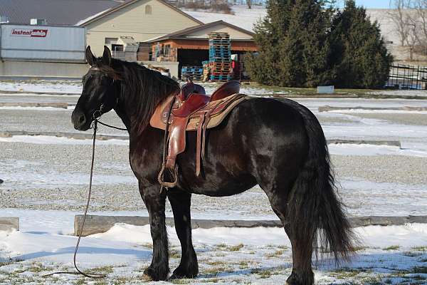 husband-safe-gelding