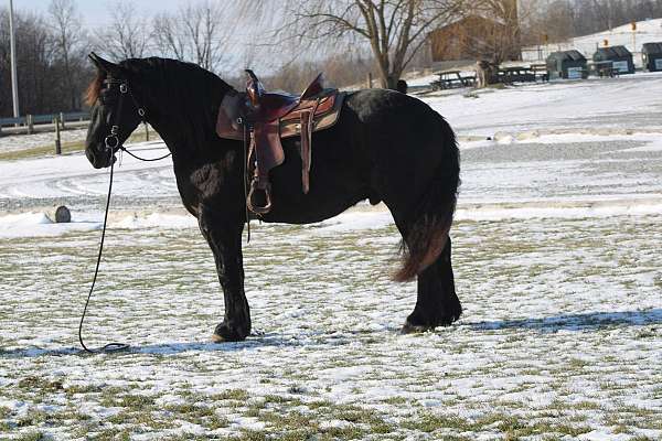 small-star-horse