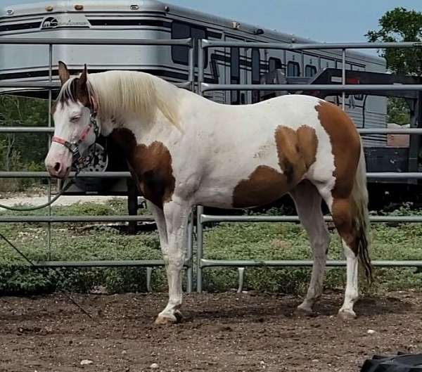beginner-paint-pony
