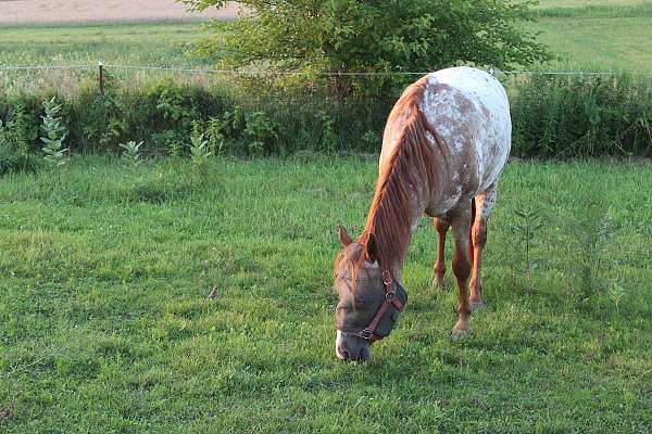a-show-poa-horse