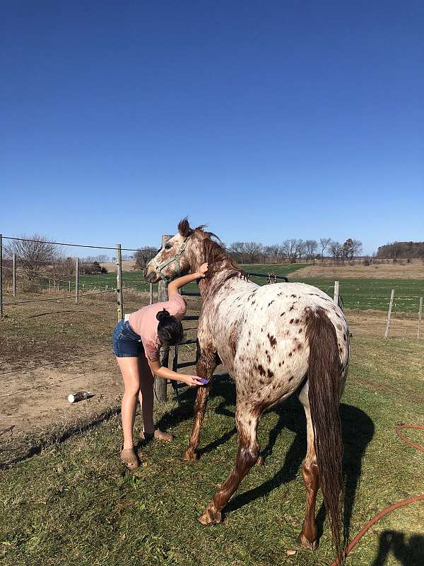 and-more-poa-horse