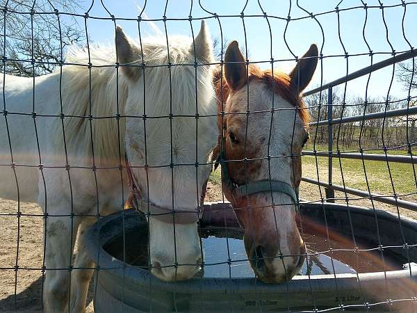 attention-poa-horse