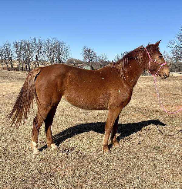 athletic-quarter-horse
