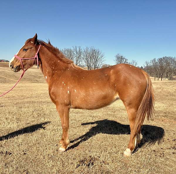 all-around-quarter-horse