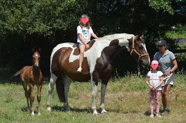 skewbald-mare