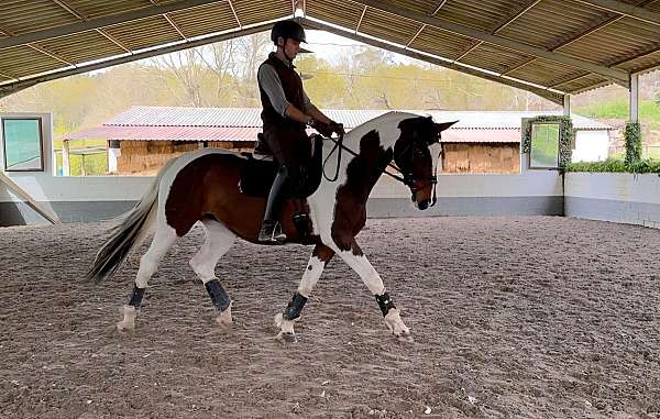 bald-horse