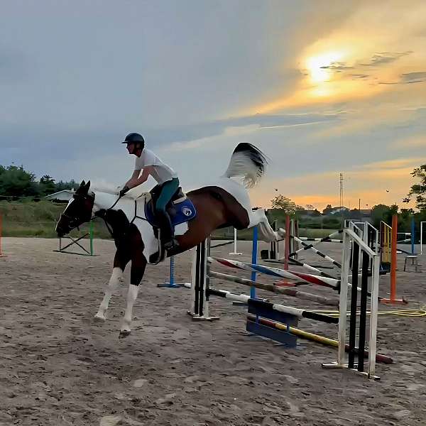 pinto-bald-horse