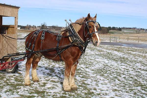 draft-belgian-horse