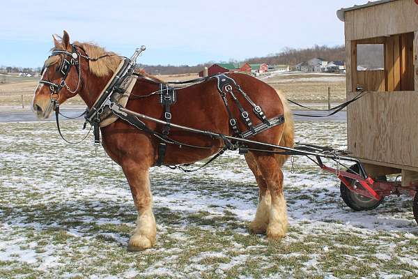 husband-safe-belgian-horse