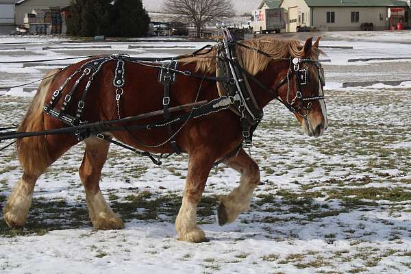 kid-safe-belgian-horse
