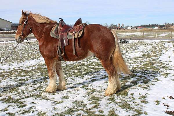 lesson-belgian-horse