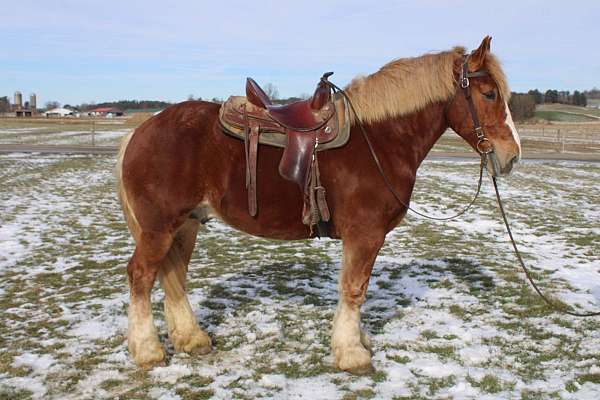 mounted-patrol-belgian-horse