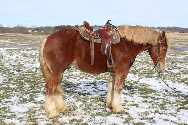 parade-belgian-horse