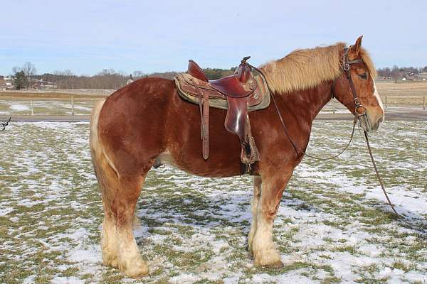 team-driving-belgian-horse