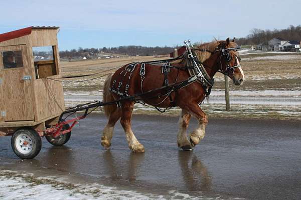 western-riding-belgian-horse