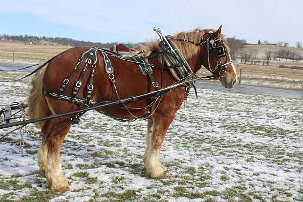 pleasure-driving-belgian-horse