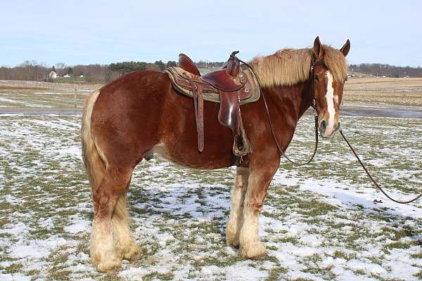 white-strip-horse