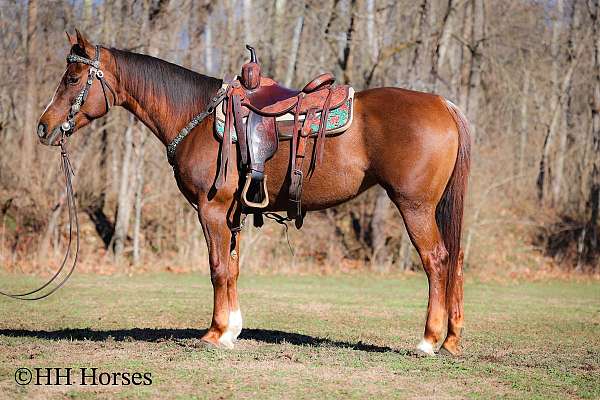 all-around-appaloosa-horse