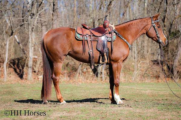 athletic-appaloosa-horse