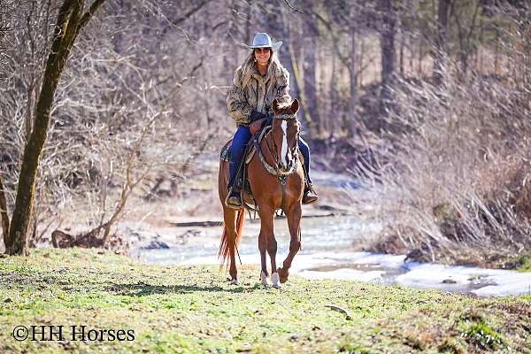 barrel-appaloosa-horse