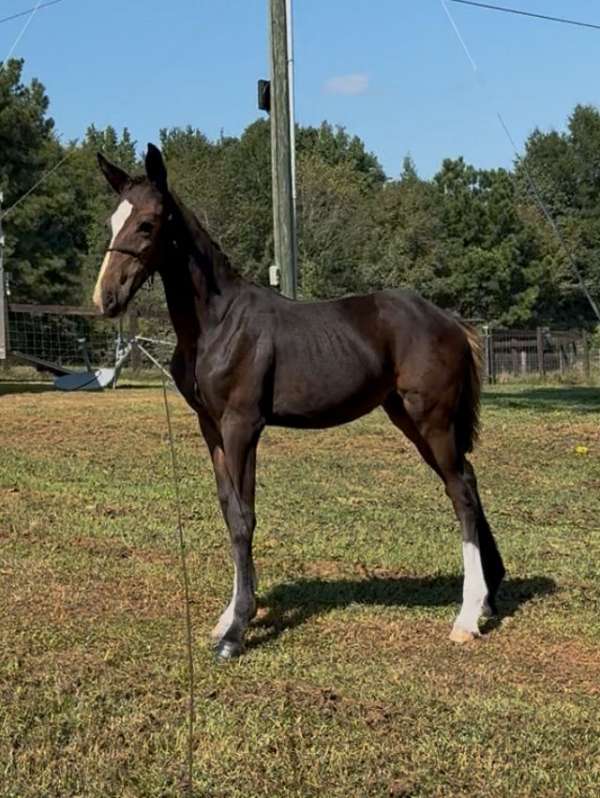 diaginal-white-socks-a-narrow-blaze-horse
