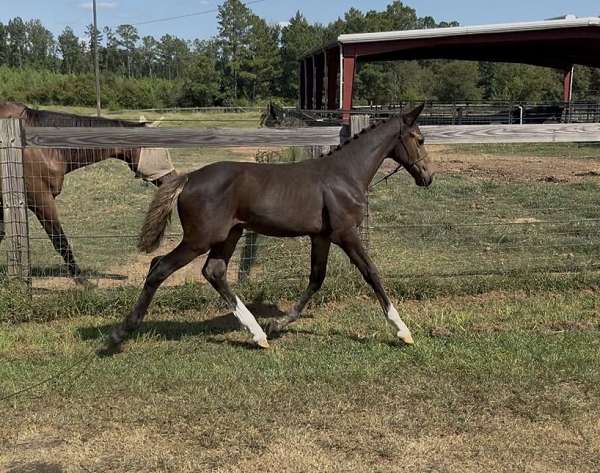 bay-diaginal-white-socks-a-narrow-blaze-horse