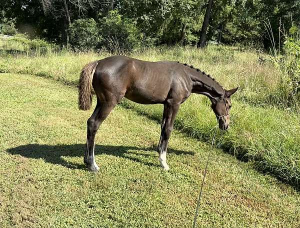 age-clydesdale-horse