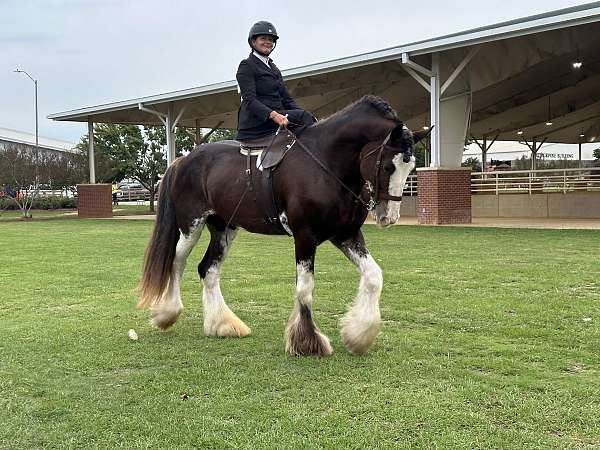 bay-filly-clydesdale-horse