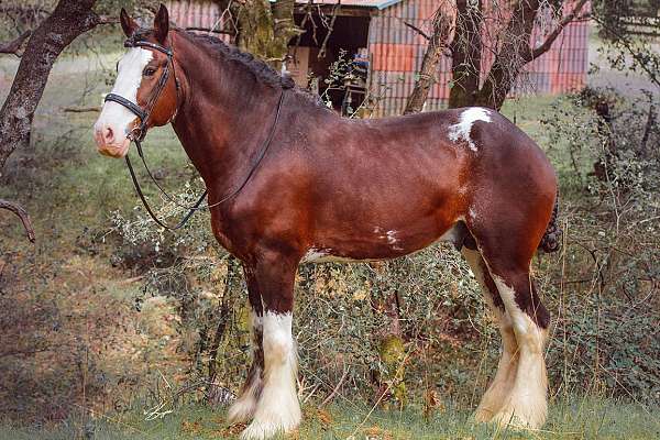 blaze-clydesdale-horse
