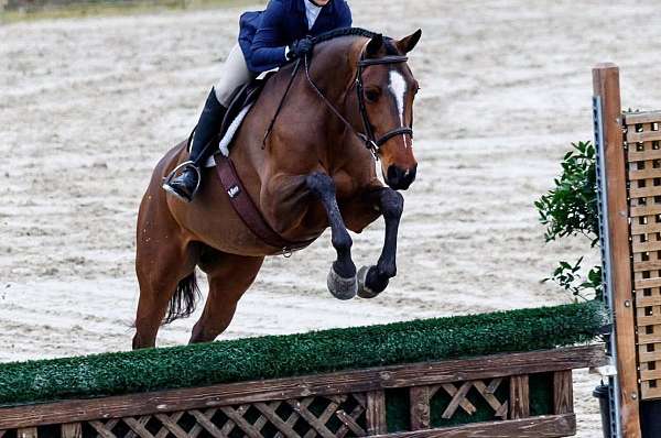 confident-clydesdale-horse