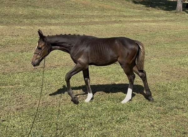 conformation-clydesdale-horse