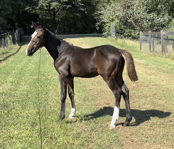 correct-clydesdale-horse