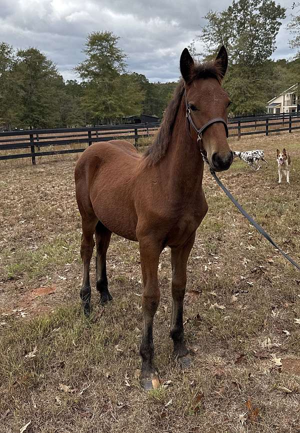 amateur-draft-horse