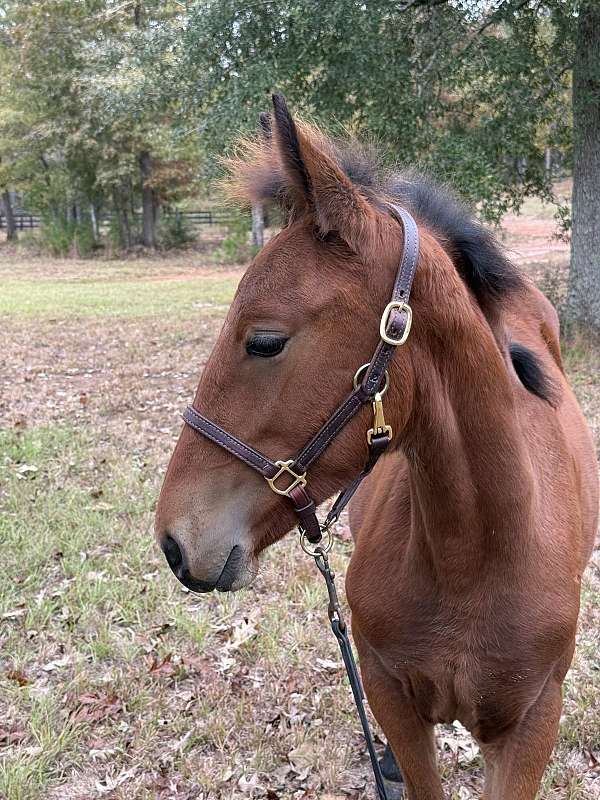 bay-gelding-draft-horse
