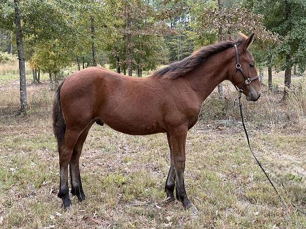 classic-draft-horse