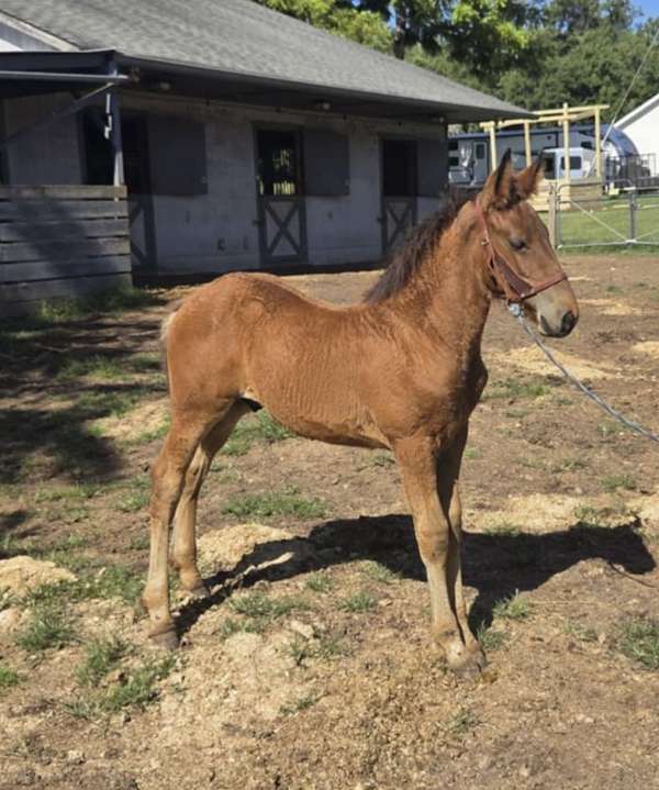clean-draft-horse