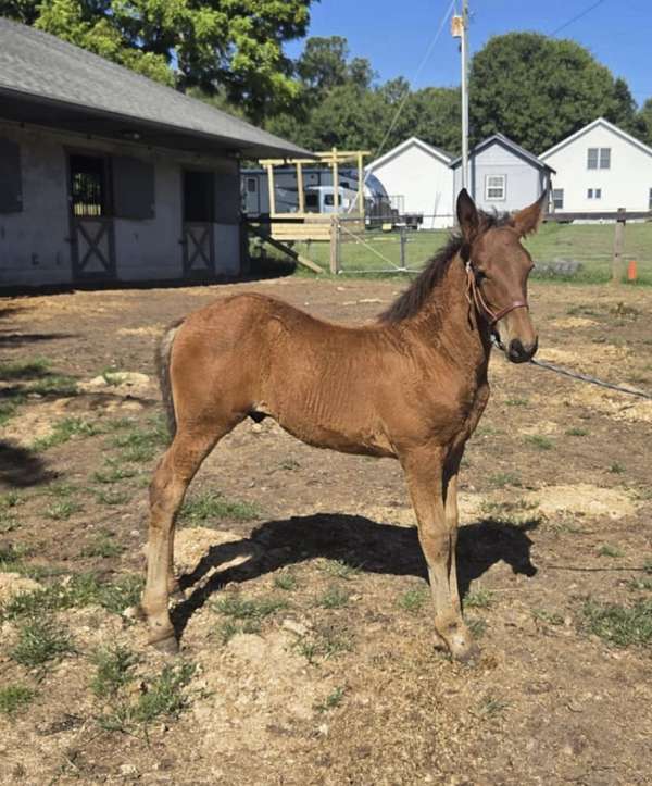 combined-draft-horse