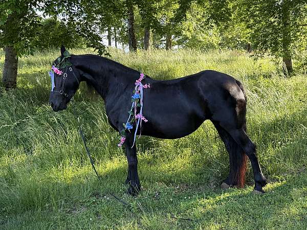 cream-draft-horse
