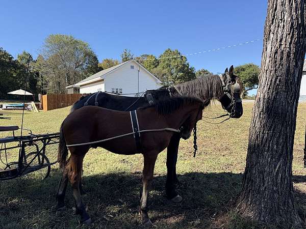 curious-draft-horse